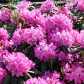 Rhododendron 'Roseum Pink', 30-40 cm, Rhododendron