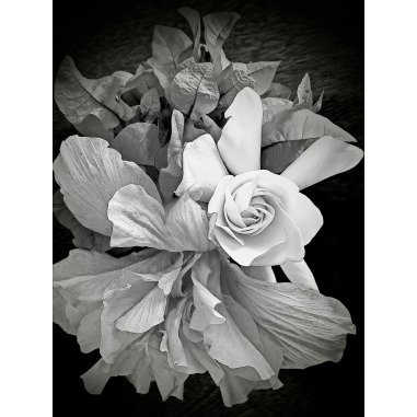 Schwarz-Weiß-Textur-Blumen-Fotos, Beste Schwarz-Weiß-Bl