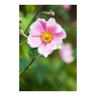 Anemone hupehensis Pink Saucer C2 45 cm