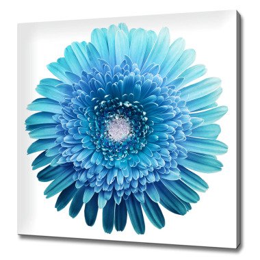 Blau Türkis Gerbera Blume Minimal Modern