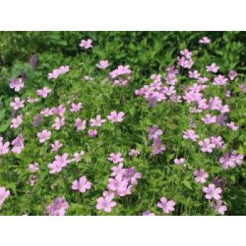 Blumen Kaufen Online & Oxford Garten Storchschnabel 'Rose Clair', Geranium