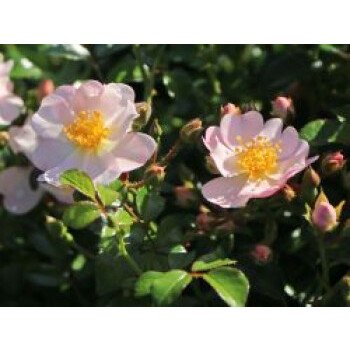 Bodendecker-Rose 'Medeo' , Rosa 'Medeo' ADR-Rose, Topfware