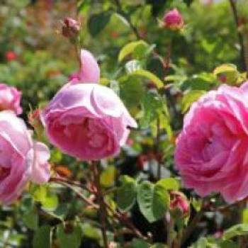 Englische Rose 'Constance Spry', Rosa 'Constance