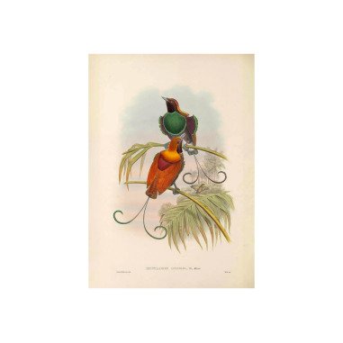 Waigiou Paradiesvogel Vintage Lithografie