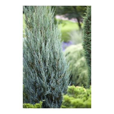 Juniperus scopulorum YBlue ArrowY