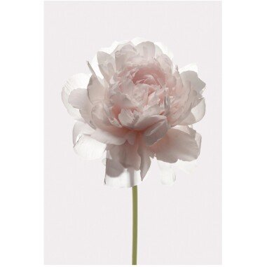 Komar Wandbild Rose 50 x 70 cm