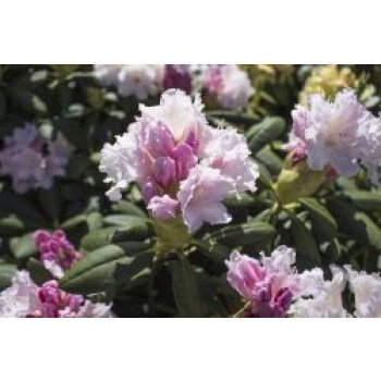 Rhododendron 'Schneewolke', 25-30 cm, Rhododendron yakushimanum 'Schneewolke'