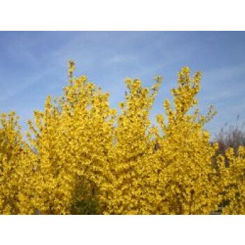 Ungiftige Heckenpflanzen & Goldglöckchen / Forsythie, 60-100 cm, Forsythia