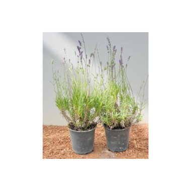 Vorgärten Beispiele & Lavandula angustifolia 0,5 1 L Topf