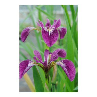Iris versicolor 'Kermesina', gen.