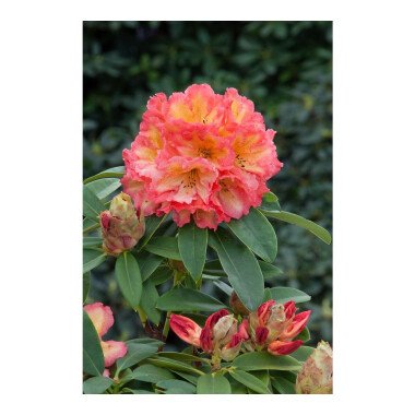 Rhododendron-Hybride 'Sun Fire' mB 50- 60