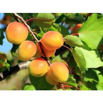 Aprikose 'Hargrand', Stamm 40-60 cm, 120-160 cm, Prunus armeniaca 'Hargrand'