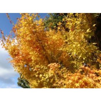 Fächerahorn 'Bi-hoo', 30-40 cm, Acer palmatum 'Bi-hoo', Containerware