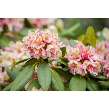 Rhododendron-Hybride YBrasiliaY mB 40- 50