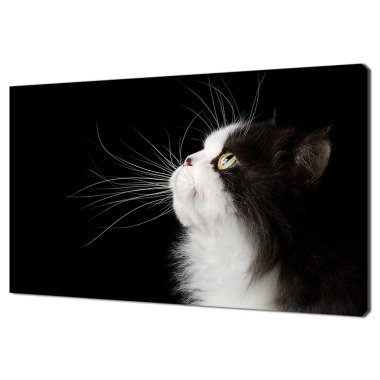 Schwarzweiße Ragdoll Katze Profil Tier Modernes