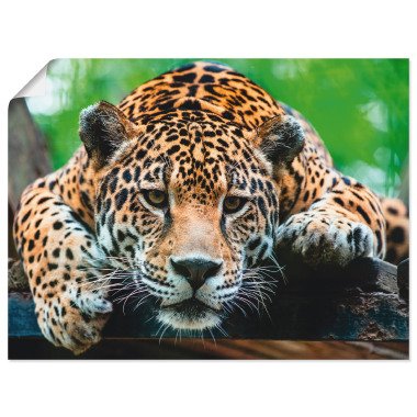 Artland Wandbild Südamerikanischer Jaguar