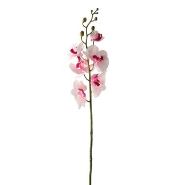 Orchidee Fuchsia/Weiß 85cm
