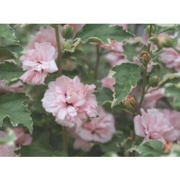 Ungiftige Heckenpflanzen & Garteneibisch / Roseneibisch 'Sugar Tip ' Rose