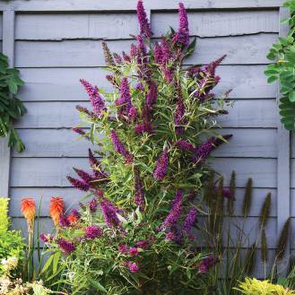 Buddleia 'Straight UP Butterfly Tower'