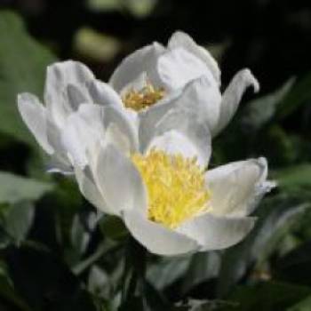 Pfingstrose 'Jan van Leeuwen', Paeonia lactiflora