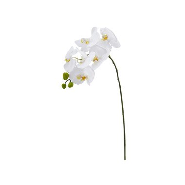 Phalaenopsis Weiss H: 74 cm