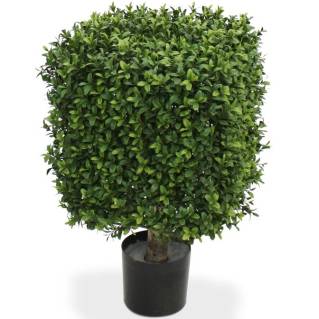Buchsbaum Viereck 30 cm UV