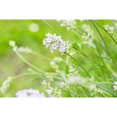 Kleine Vorgärten Beispiele & Lavandula angustifolia 'Hidcote White' P 0,5