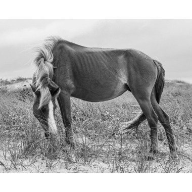 Pferdefotografie, Wildpferd Fotodruck; Pferd