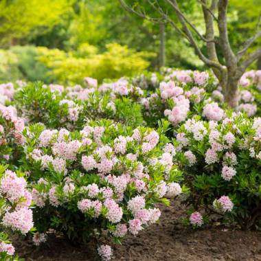 Rhododendron 'Bloombux' 