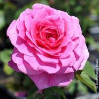 Englische Rose 'Gertrude Jekyll' (Ausbord)