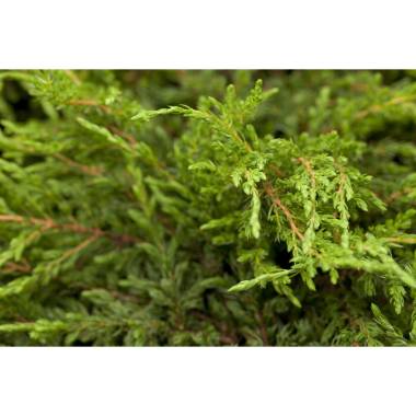 Juniperus communis YRepandaY