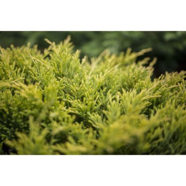 Juniperus horizontalis YLimeglowY