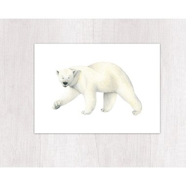 Postkarte Eisbär Geburtstag Tiere Klimaneutral