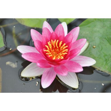 Nymphaea x cult.'Attraction'