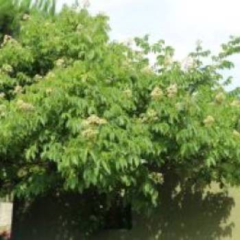 Tausendblütenstrauch / Bienenbaum, 60-80 cm, Tetradium daniellii var. hupehensis