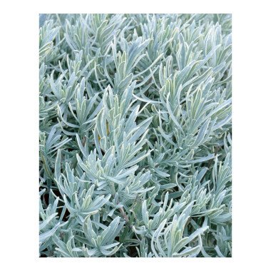 Vorgärten Gestalten Beispiele & Lavandula angustifolia 'Silver Mist' P 0,5