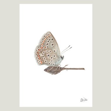 Bild Nach Motiv & Bild Mit Schmetterling, Bläuling in A4, Aquarell Gezeichnetes