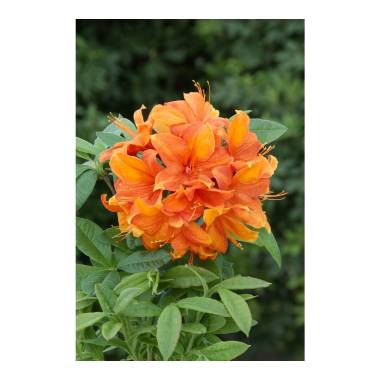 Rhododendron lut.'Goldflamme'