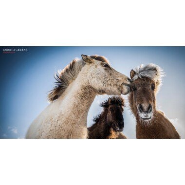 Andreas Adams Photography Kiss Premium Poster, Island Wild Pferd Fotografie, F