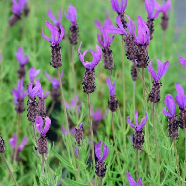Garten-Schopf-Lavendel 'Papillon'