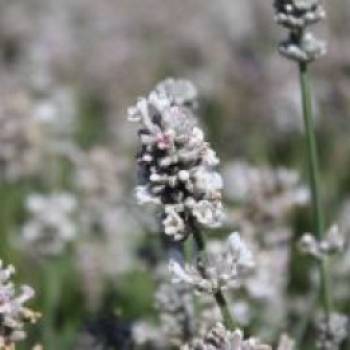 Lavendel 'Aromatica Silver' , Lavandula angustifolia