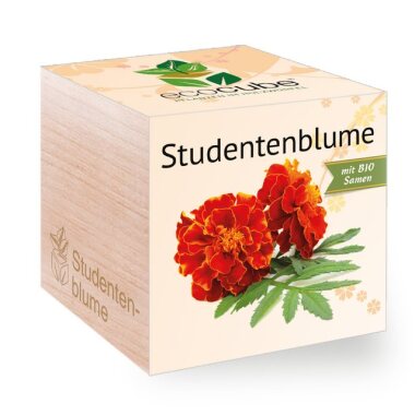 Feel Green Blumenerde Ecocube Studentenblume