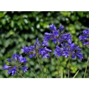 Lilie & Afrika-Schmucklilie 'Brilliant blue', Agapanthus africanus 'Brilliant