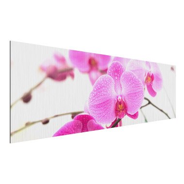 Alu-Dibond Bild Blumen Panorama Nahaufnahme Orchidee