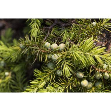 Juniperus conferta YAllgoldY