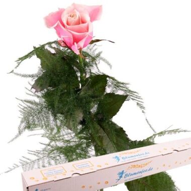Rosa Premium Rose mit Spezial-Geschenkbox