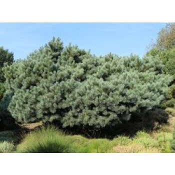 Silberkiefer / Strauch-Wald-Kiefer, 30-40 cm, Pinus sylvestris 'Watereri'