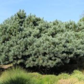 Silberkiefer / Strauch-Wald-Kiefer, 30-40 cm, Pinus sylvestris 'Watereri', Conta