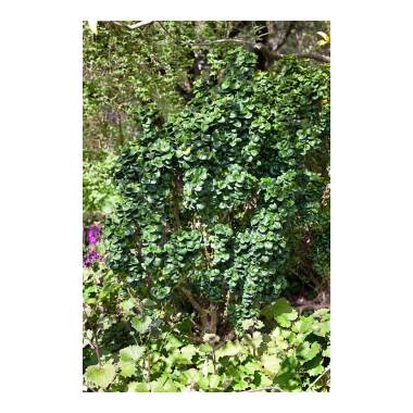 Ligustrum japonicum 'Rotundifolium' Deko C20 80-90