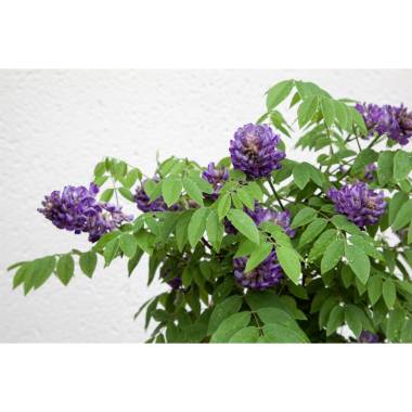 Wisteria sinensis 'Longwood Purple' 60- 100 cm
